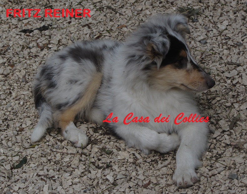 COLLIES FRITZ
